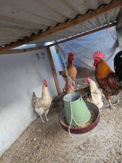 Golden Misri Hens & Rooster for Sale