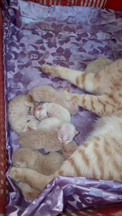 cat mother and child