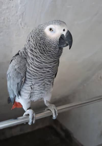 Grey parrot talking male with dna age 6 years.
