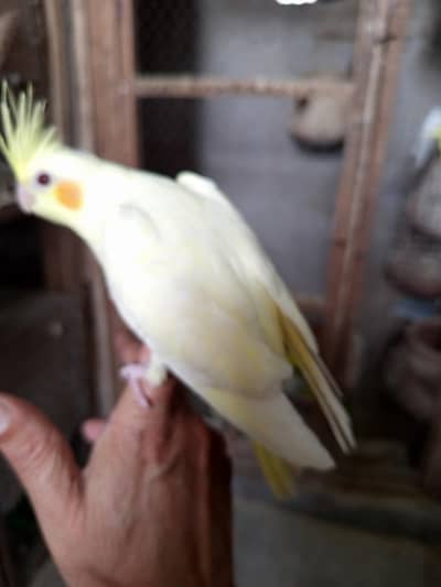 Tame beauty Tame cocktail