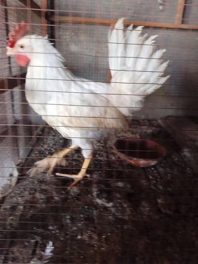 white Male Farmi male