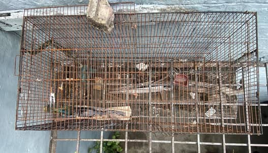 cocktail pair 2500 or  Australian per pair 800