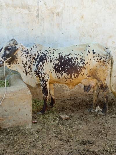 coros coe both achi milak 12,K. g