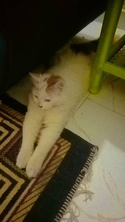 beautiful cat Persian