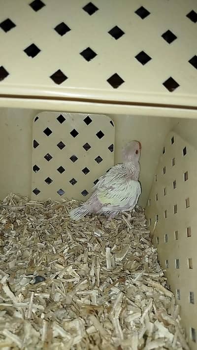 Creamino Ringneck  Chick shoulder covered