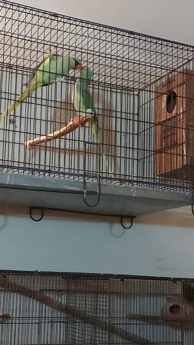 Wild Ready for 1st Breed Alexandrine Pair