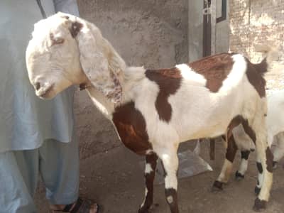 urgent got for sale bakri nature uske Le li,,,03206819426 WhatsApp