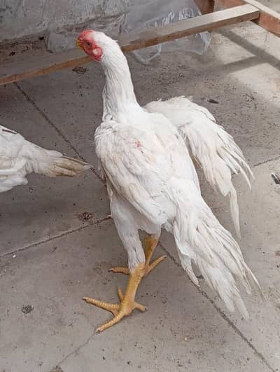 high quality Indian parrot beak