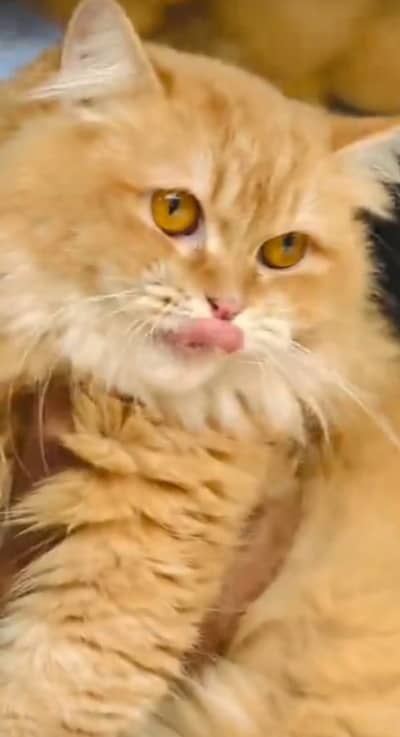 Persion cat very cute and ferindly cat h male cat h 4 month age h