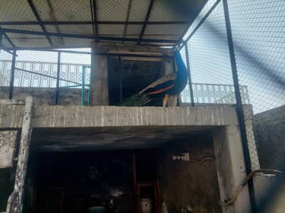 Indian Blue /Blue shoulder peacock breeder pair for sale