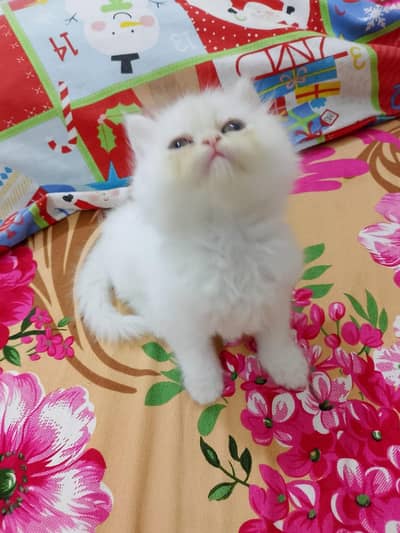 punch face  female kitten