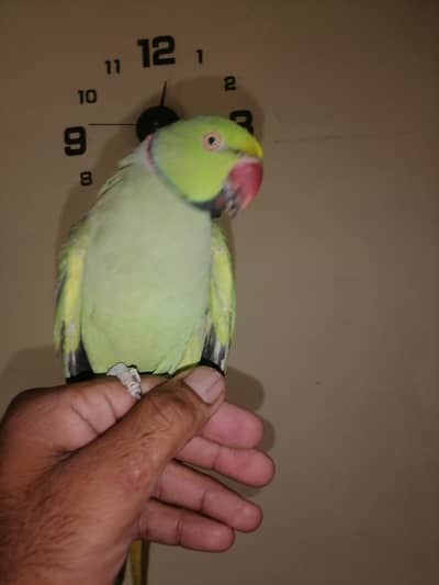 parrot. /talking / tame. /