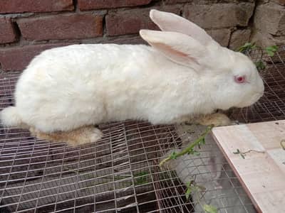Newzland white Male  rabbit for Sale  in Daska City ,