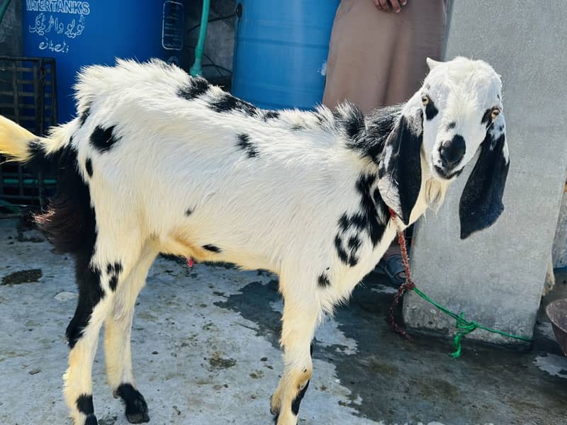 Desi breader quality 0