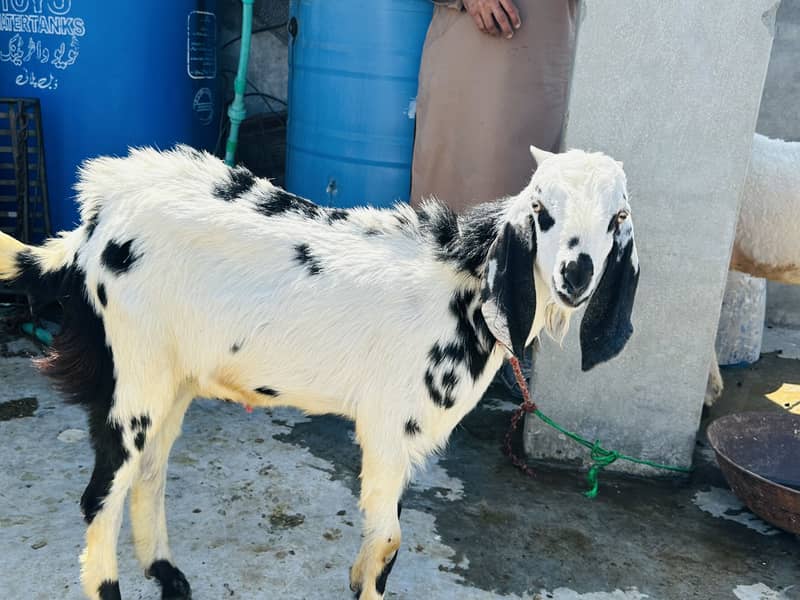 Desi breader quality 1