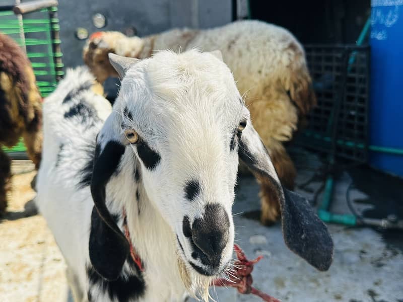 Desi breader quality 2