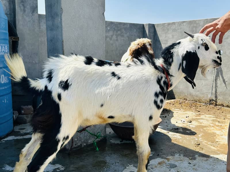 Desi breader quality 3