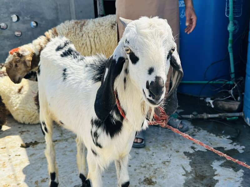 Desi breader quality 4