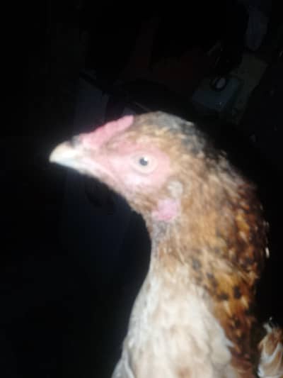 Mianwali Aseel female