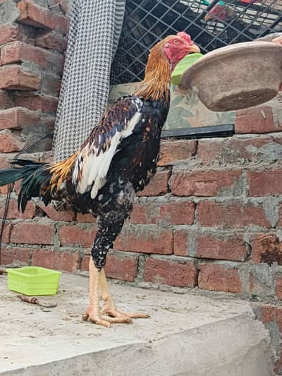 Pakistani Aseel long heighted mals