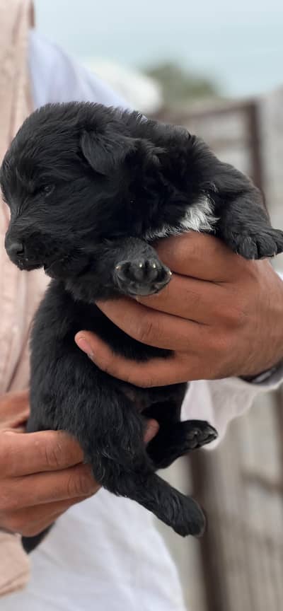 GERMAN SHEPHERD PUPY TWO MAILS AVAIBLE