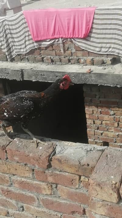 cheeni cheena breed ki Aseel female aseel madi hen