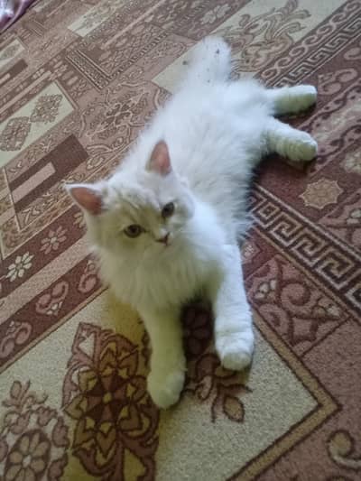 Kitten for sale (Persian)