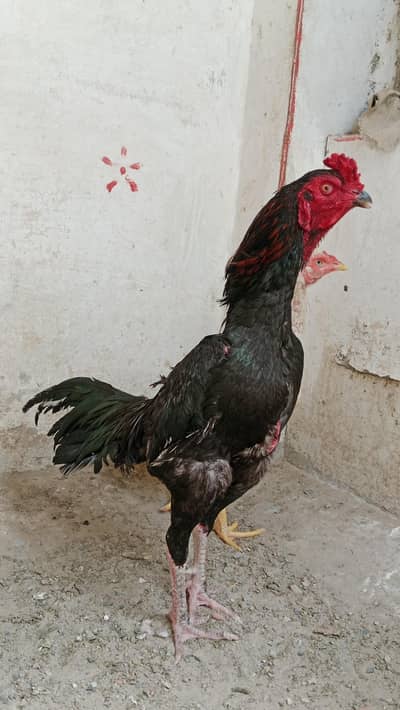 asell sale purchase ,WhatsApp 03267950734