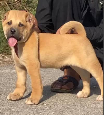 Kurdish kangal security dog 3 month male for sale