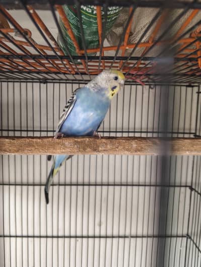 rainbow budgies breeder female age 5 month