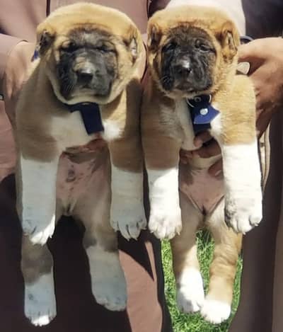 Kurdish kangal security dog 2 month pair for sale