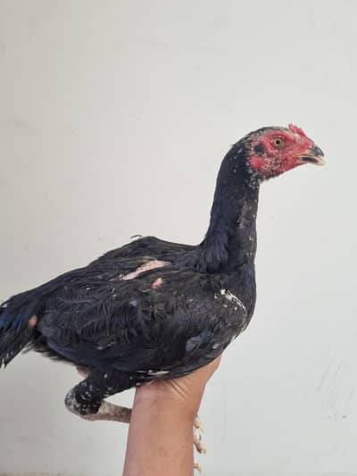 3 beautiful aseel shamo pathe