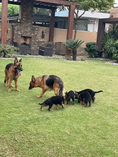 German shepherd Female puppy