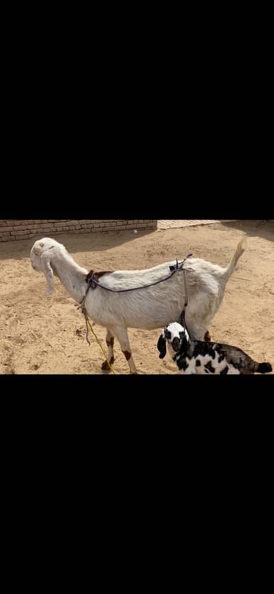 Goat for sale