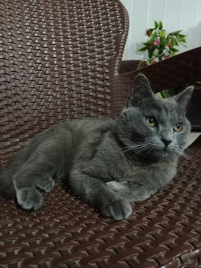 Male Russian Blue