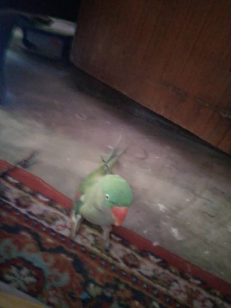 parrot 0