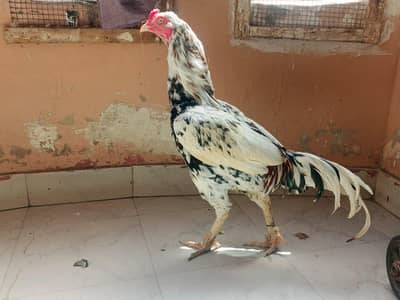 Shamo Aseel Murgha for sell