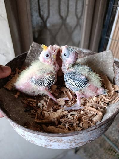 Cocktail Chick Available for handtame