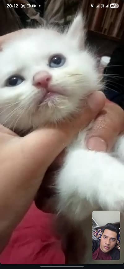 Persian kitten Blue eyes