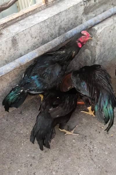 heery and mushka lassani for sale