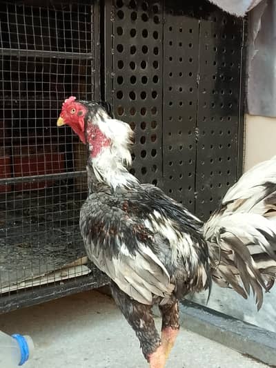 Burmi murga for sale