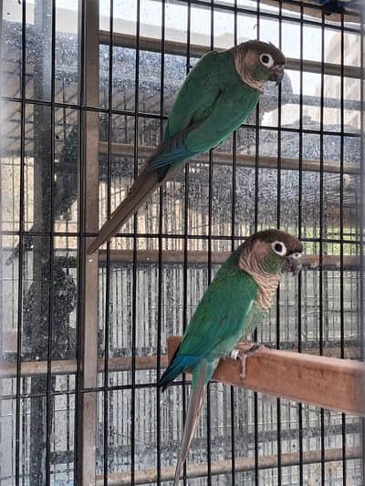 Blue turquoise breeder pair with DNA