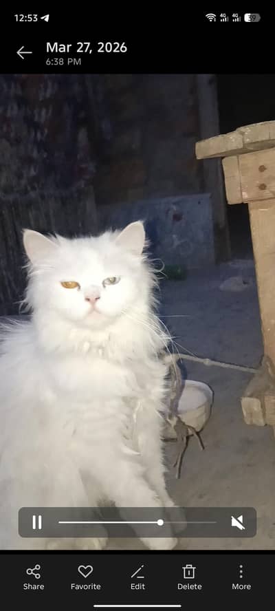 Persion cat for sale