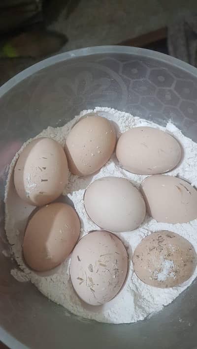 eggs of Thai dragon imported