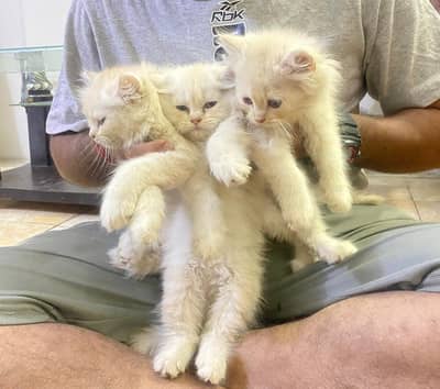 3 Persian kittens available