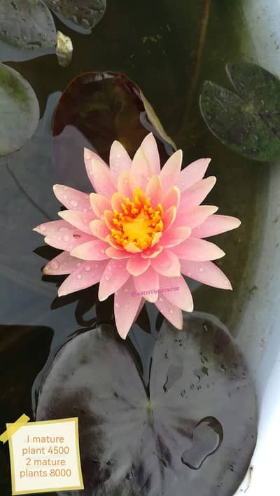 aquatic pond  water lily  mature  waterlilies available