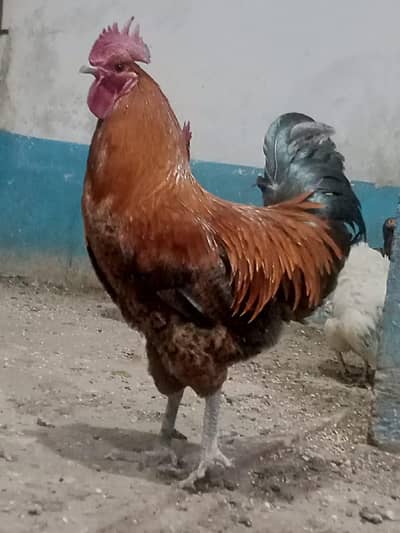 teen misri murge healthy active