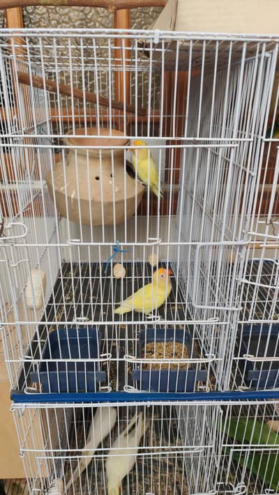 Breeder pair with egg