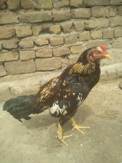 Aseel Murga & aseel chicks