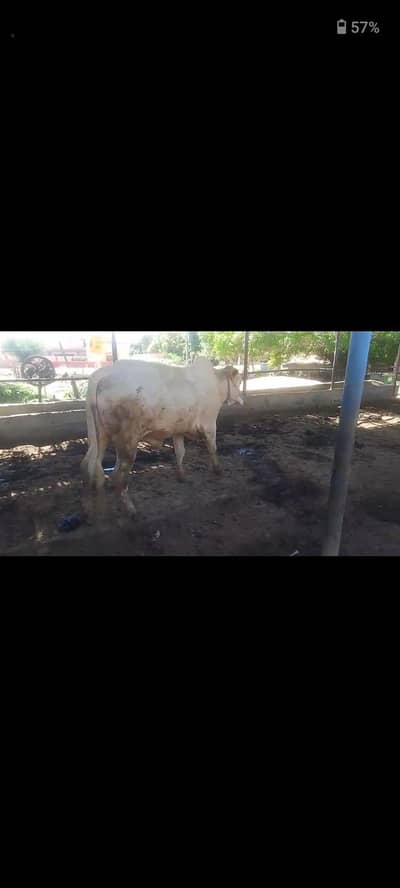 beautiful bull for sale